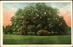Oak Tree At City Park New Orleans, LA Postcard Postcard