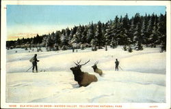 Elk Stalled In Snow Hayden Valley Postcard