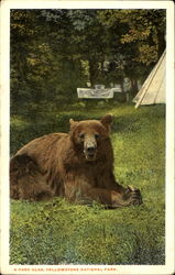 A Park Bear Postcard