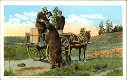 Feeding A Wild Bear Postcard