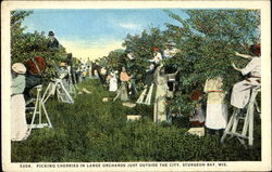 Picking Cherries In Large Orchards Just Outside The City Sturgeon Bay, WI Postcard Postcard