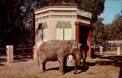 The Elephant Quarters Jacksonville, FL Postcard Postcard