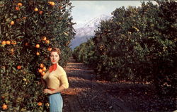 A Typical California Orange Grove Postcard