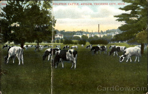Holstein Cattle, Asylum Traverse City Michigan