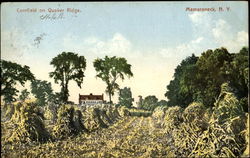 Cornfield On Quaker Ridge Postcard