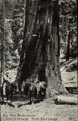 At The Redwoods Postcard