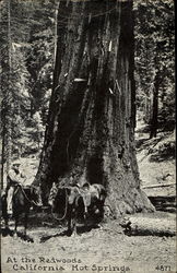 At The Redwoods California Hot Springs, CA Postcard Postcard