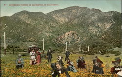 Gathering Poppies In Midwinter Scenic, CA Postcard Postcard