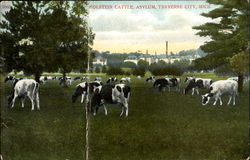 Holstein Cattle, Asylum Postcard