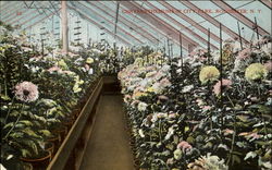 Chrysanthemums In City Park Postcard