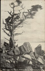 Lone Sentinel Postcard