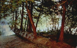 Re-Incarnation Tree Postcard
