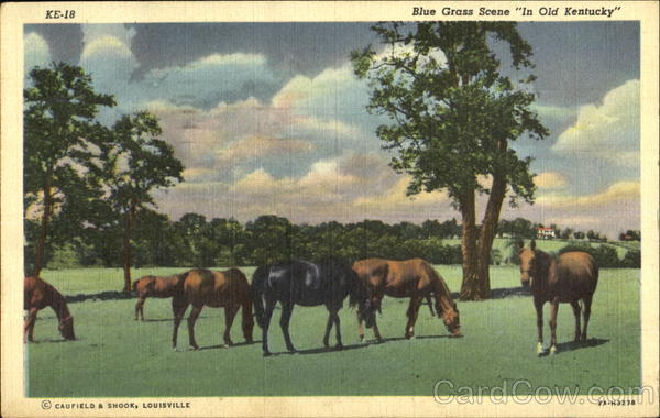 Blue Grass Scene In Old Kentucky Horses