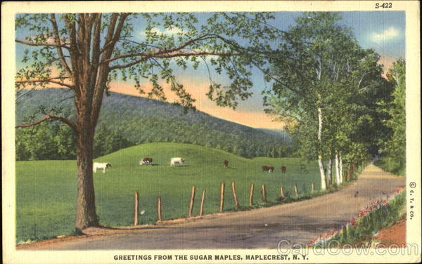 Greetings From The Sugar Maples Maplecrest New York