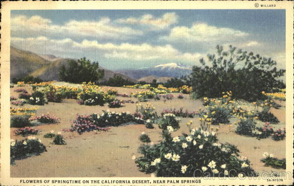 Flowers Of Springtime On The California Desert Palm Springs