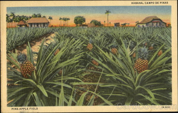 Pineapple Field Havana Cuba