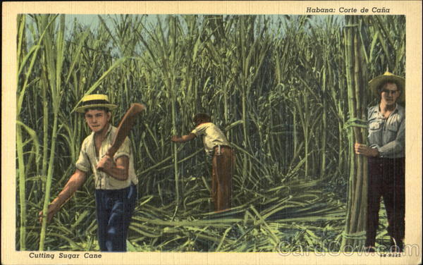 Cutting Sugar Cane Cuba