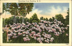 Greetings From Pawling Postcard