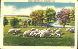 Greetings From Pine Bush New York Postcard Postcard