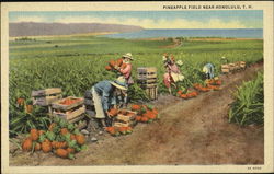 Pineapple Field Near Honolulu Postcard