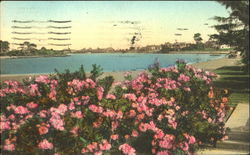 Oleanders In Bloom Postcard