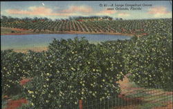 A Large Grapefruit Grove Orlando, FL Postcard Postcard