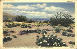 Flowers Of Springtime On The California Desert Postcard