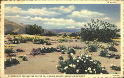 Flowers Of Springtime On The California Desert Palm Springs, CA Postcard Postcard