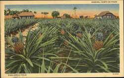 Pineapple Field Havana, Cuba Postcard Postcard