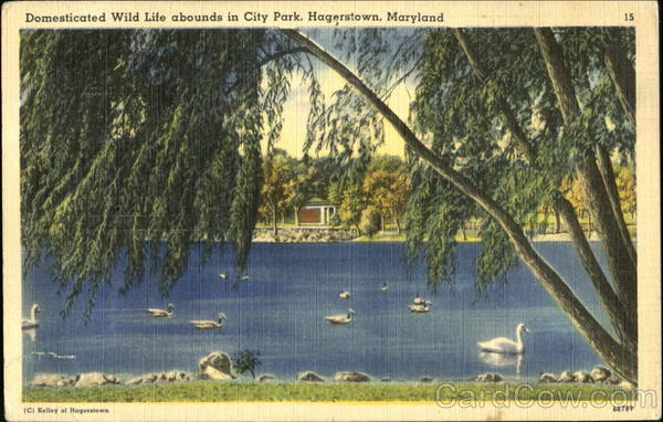 Domesticated Wild Life Abounds In City Park Hagerstown Maryland