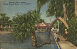 Florida's Silver Springs Postcard