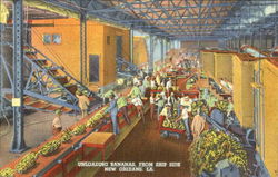 Unloading Bananas From Ship Side Postcard