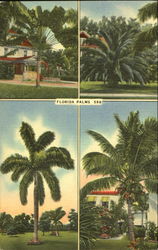 Florida Palms Postcard