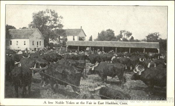 A Few Noble Yokes At The Fair East Haddam Connecticut