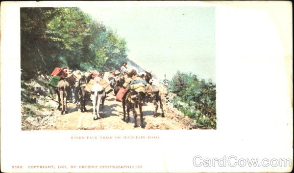 Burro Pack Train On Mountain Road Donkeys