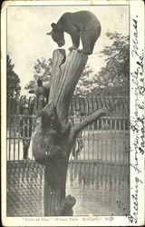 Cubs At Play, Forst Park Springfield, MA Postcard Postcard