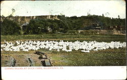 Laying Ducks At Duck Farm Postcard