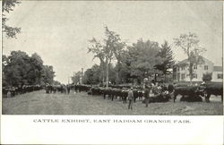Cattle Exhibit East Haddam Grange Fair Postcard