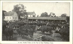 A Few Noble Yokes At The Fair Postcard