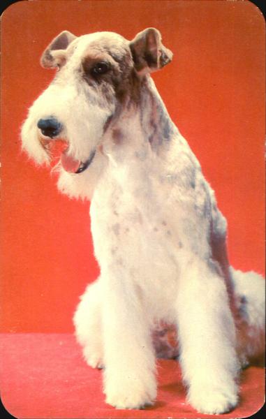 Wire-Haired Terrier Dogs