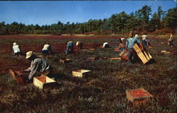 Cranberry Picking Time Postcard