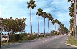 Scenic Edgewater Drive Dunedin, FL Postcard Postcard