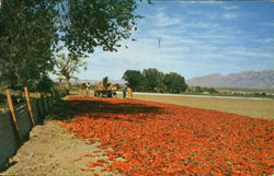 Spreading Chili For Drying Postcard