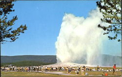 Old Faithful Geyser, Yellowstone National Park Postcard