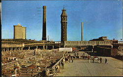 Chicago Stock Yards Postcard