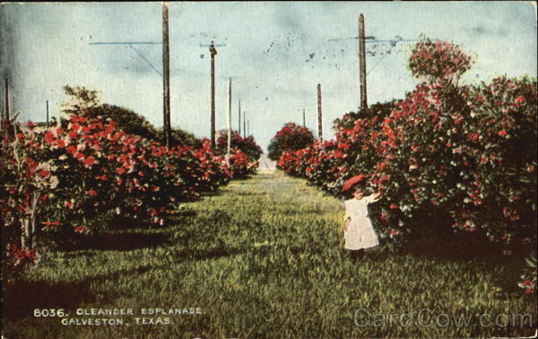 Oleander Esplanade Galveston Texas