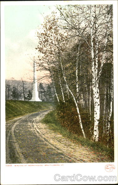 Birches At Morningside Brattleboro Vermont