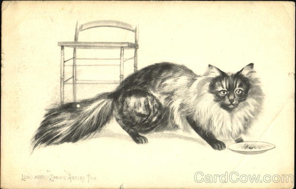Lons Hairon Smoke Angora Tom Cats