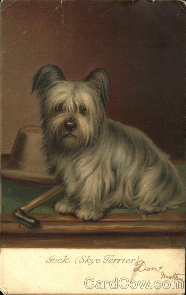 Jock Skye Terrier Dogs