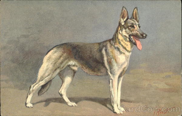 Alsatian Wolfhound - Berger Alsatian J. Rivst Dogs